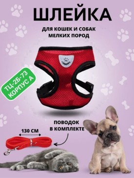 Одежда