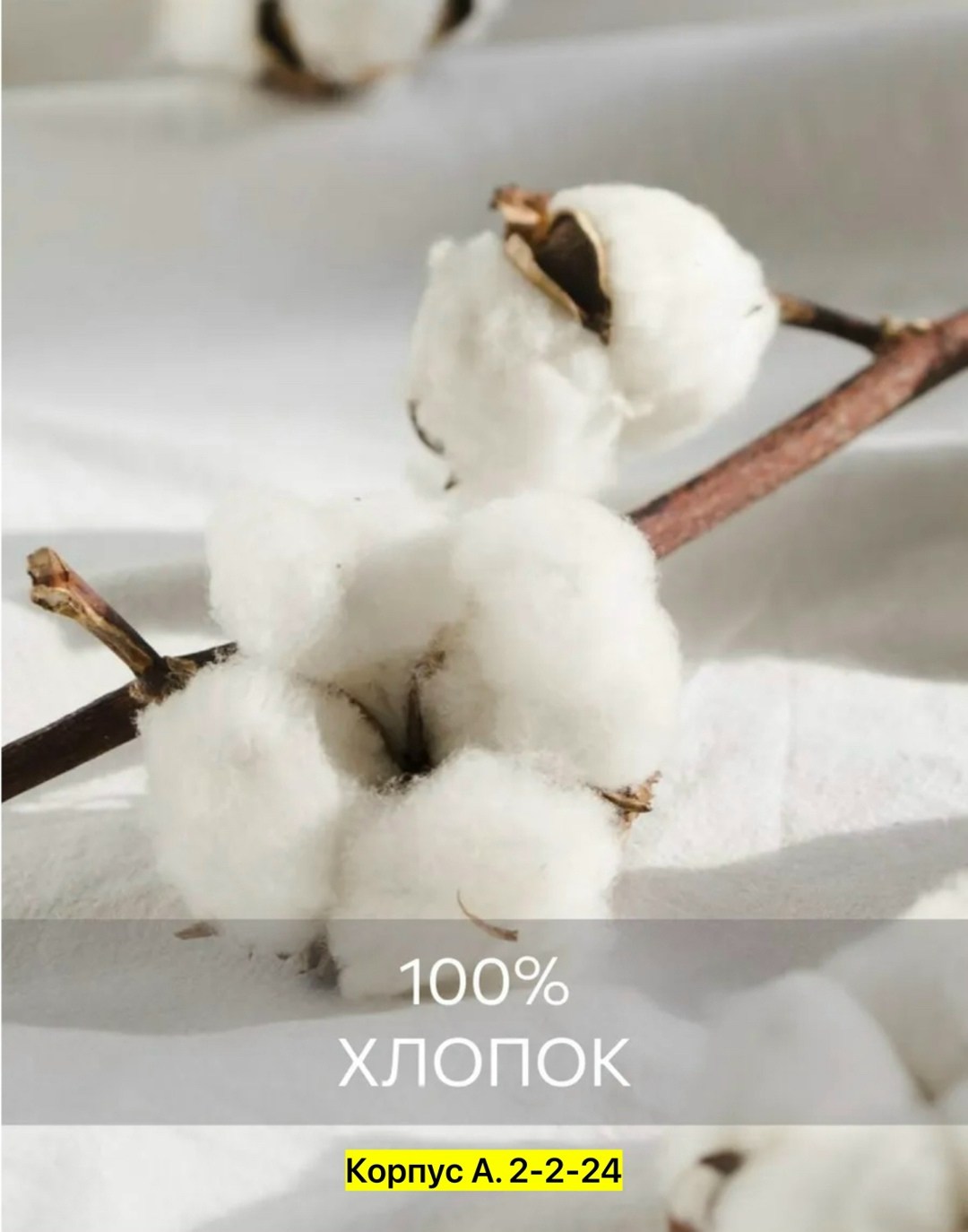100 хлопок,хлопка,цветки хлопка,сухоцвет хлопок,ветка хлопка
