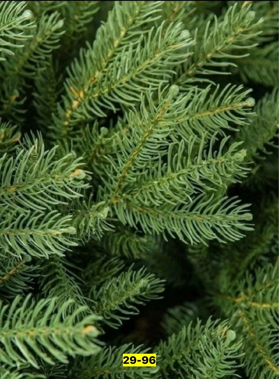 ель искусственная,ель искусственная литая 220,литая ель,искусственная елка,ель, хвоя литая, 167210, елкиторг