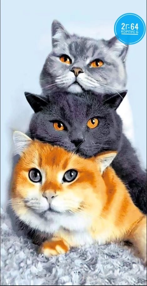 котик,коты,кошка,кошки,милые котики