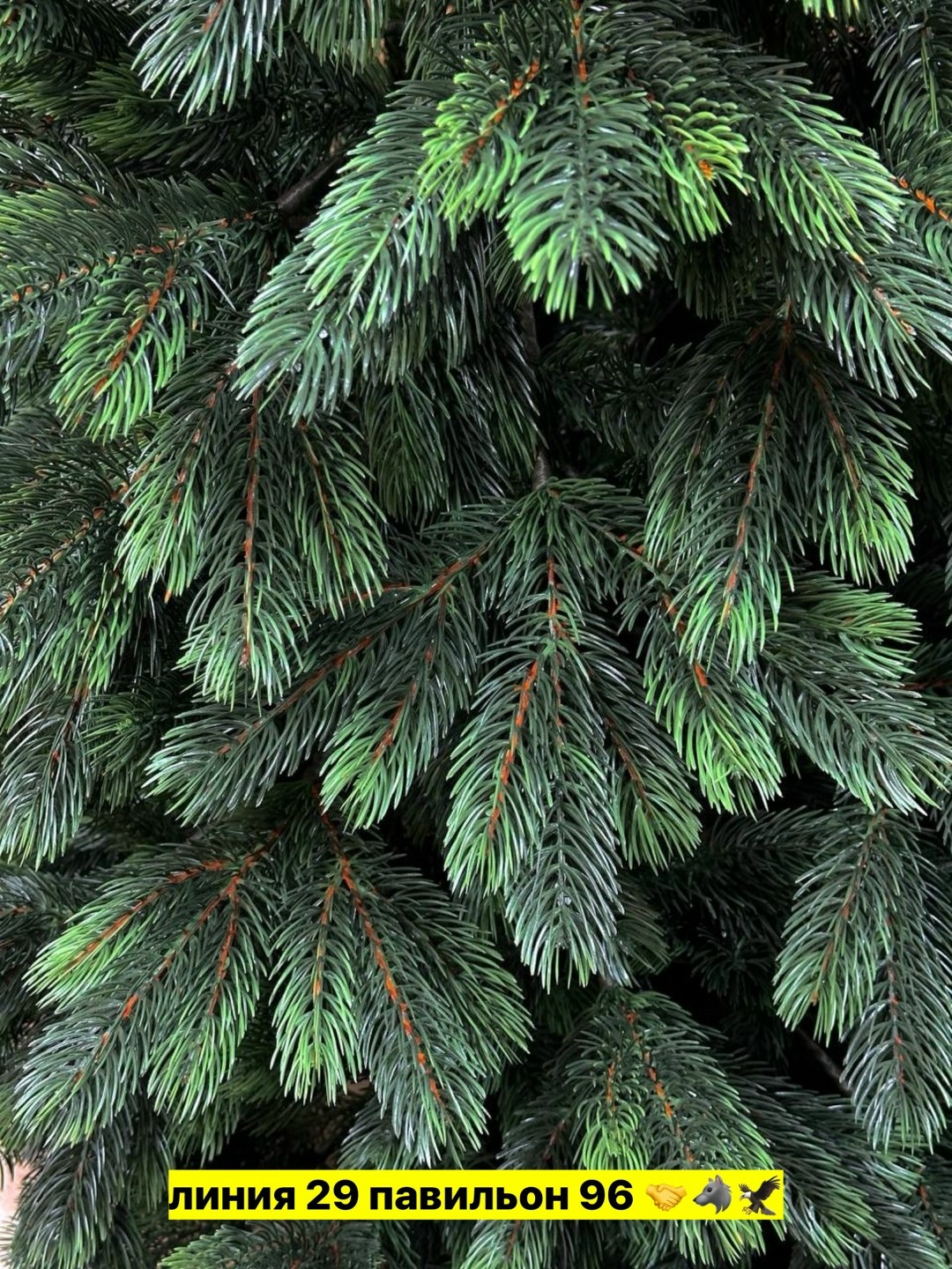 ель литая,ель карпатская смерека,ель искусственная,елка искусственная,елка смерека голубая премиум