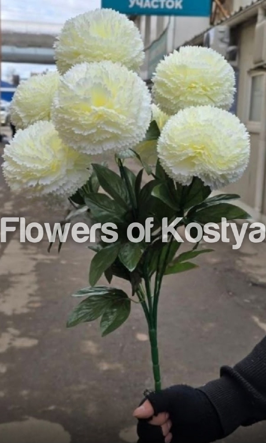 королевские хризантемы шаровидные,хризантема шаровидная,хризантемы шарами,хризантема шариком,хризантемы