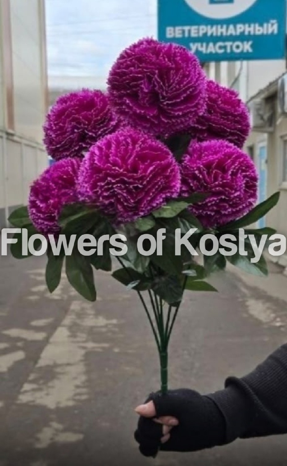 королевские хризантемы шаровидные,хризантема шаровидная,хризантемы шарами,хризантема шариком,хризантемы