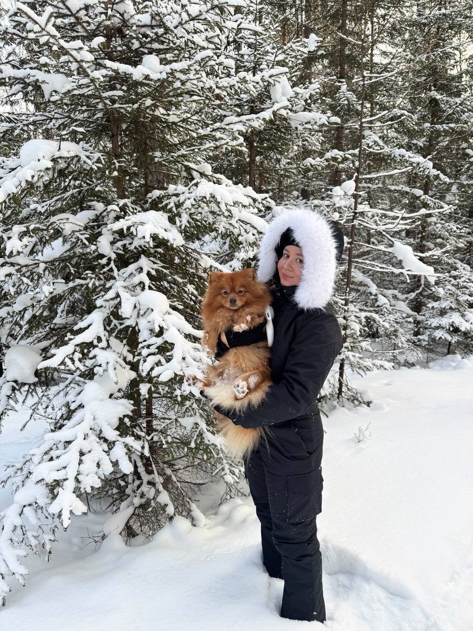 зимняя прогулка,собака,зимой,собака зима,шпиц зимой