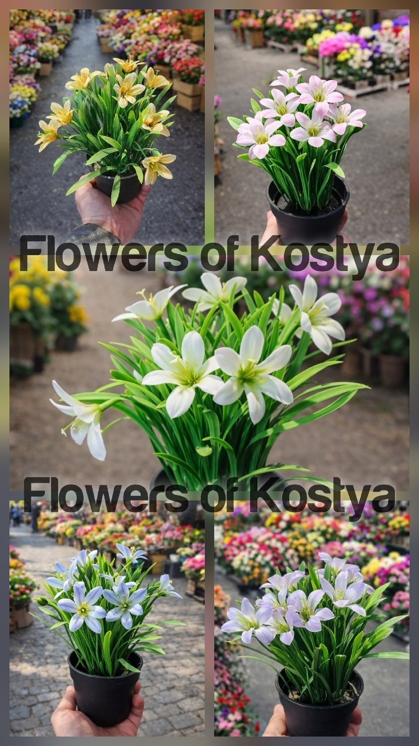 зефирантес выскочка,ифейон одноцветковый,цветок луковичный комнатный,зефирантес белый,зефирантес белый выскочка