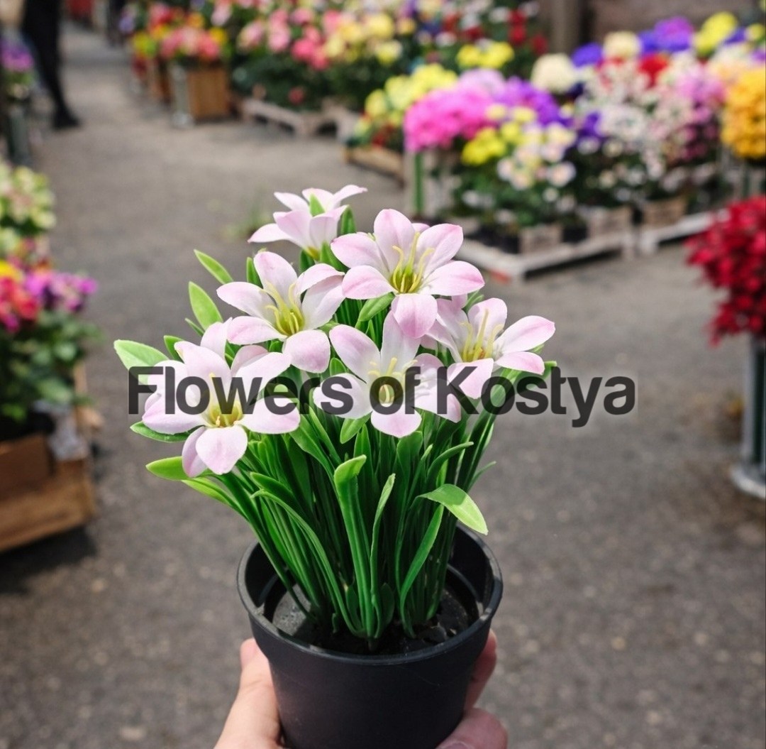 зефирантес выскочка,ифейон одноцветковый,цветок луковичный комнатный,зефирантес белый,зефирантес белый выскочка