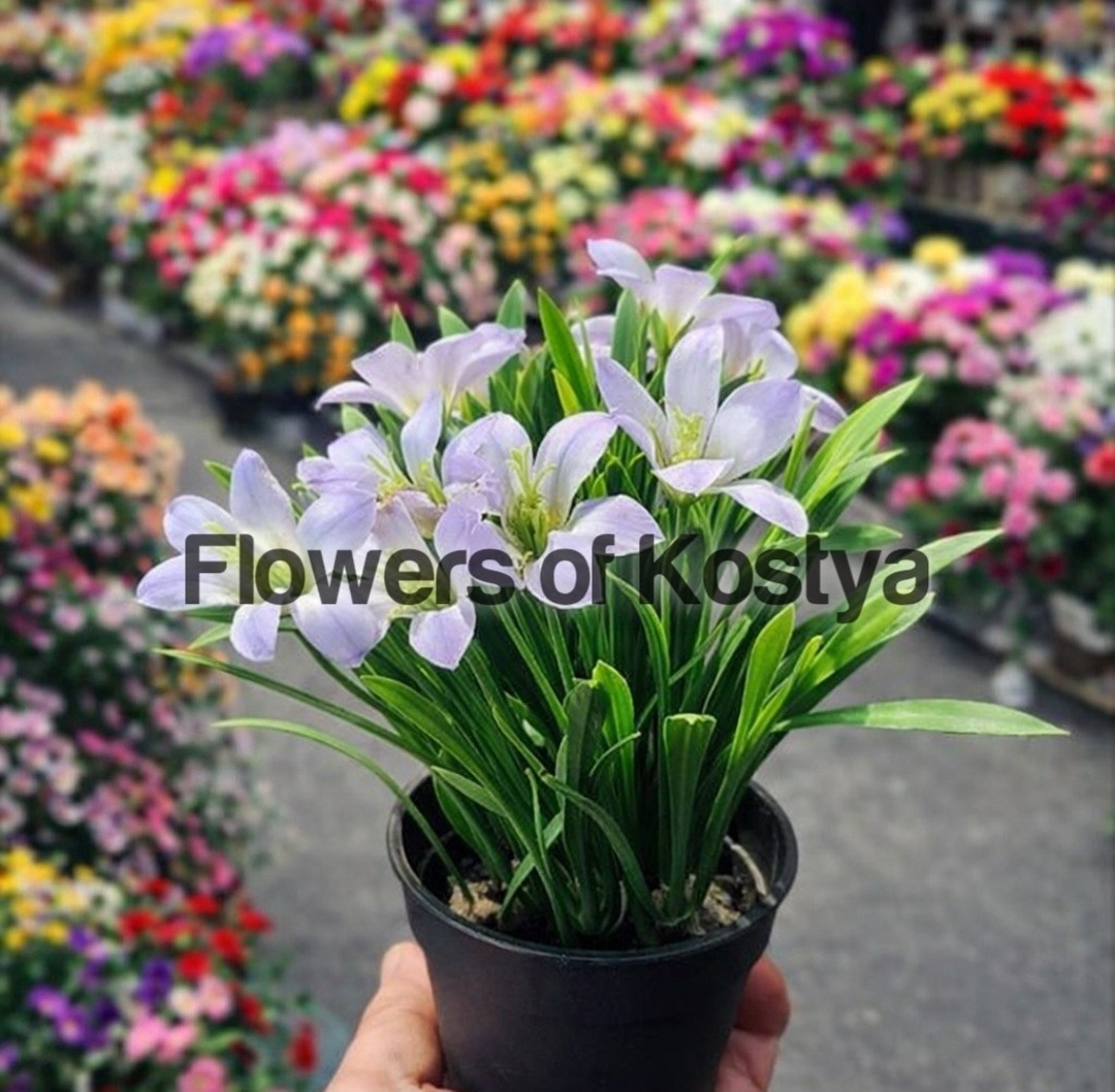 зефирантес выскочка,ифейон одноцветковый,цветок луковичный комнатный,зефирантес белый,зефирантес белый выскочка