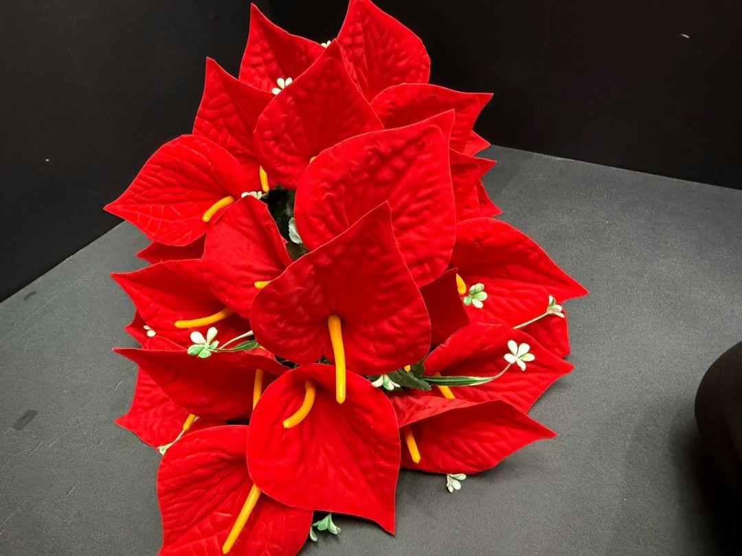 красный антуриум цветок,красный антуриум,антуриум,антуриум цветы,антуриум андре