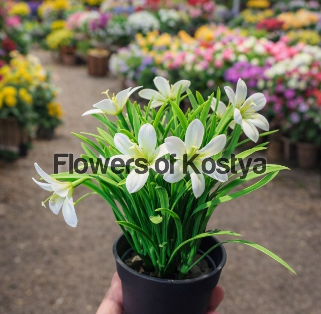 зефирантес выскочка,ифейон одноцветковый,цветок луковичный комнатный,зефирантес белый,зефирантес белый выскочка