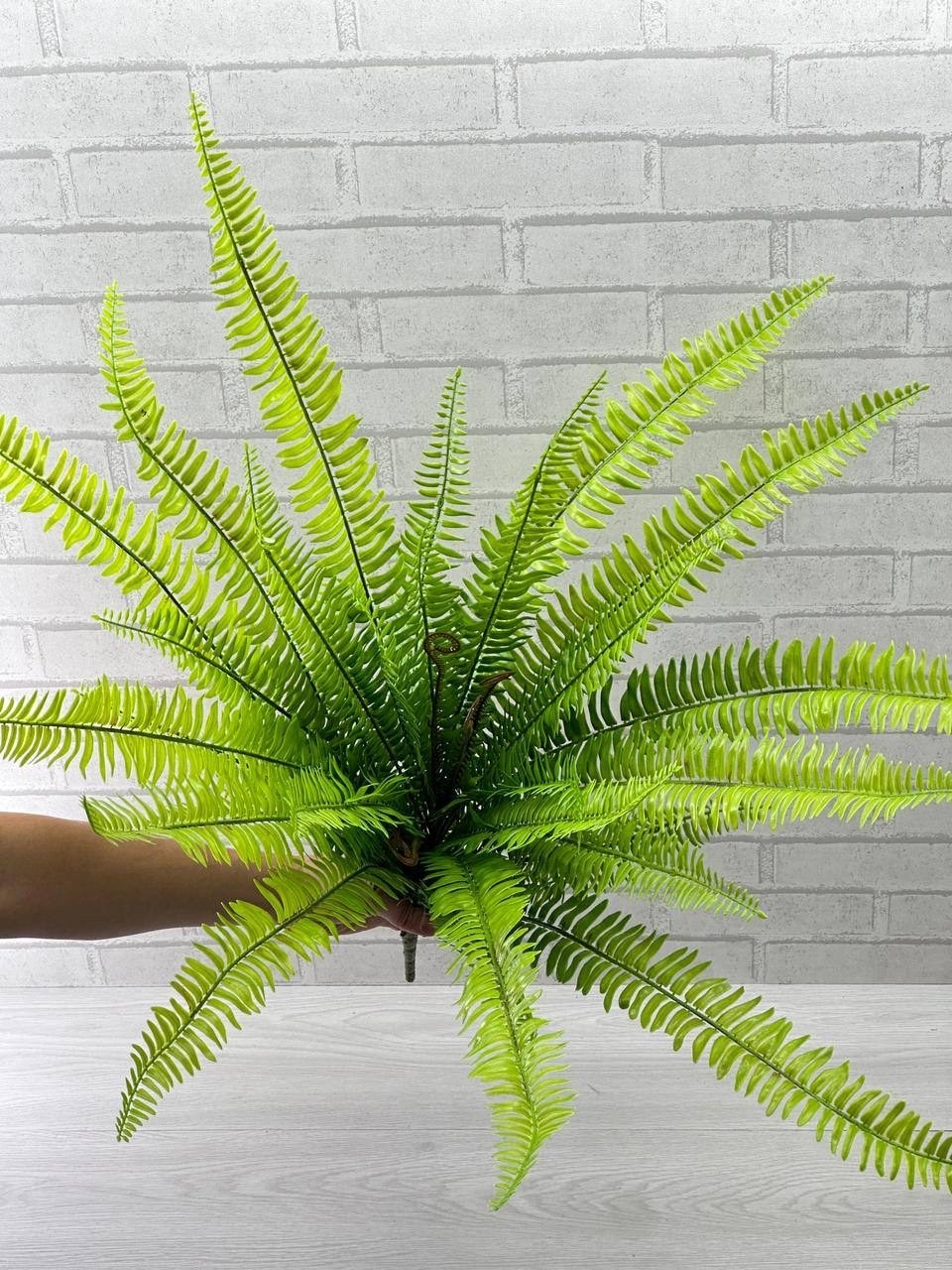 нефролепис,нефролепис папоротниковые,папоротник нефролепис,папоротник,папоротник искусственный