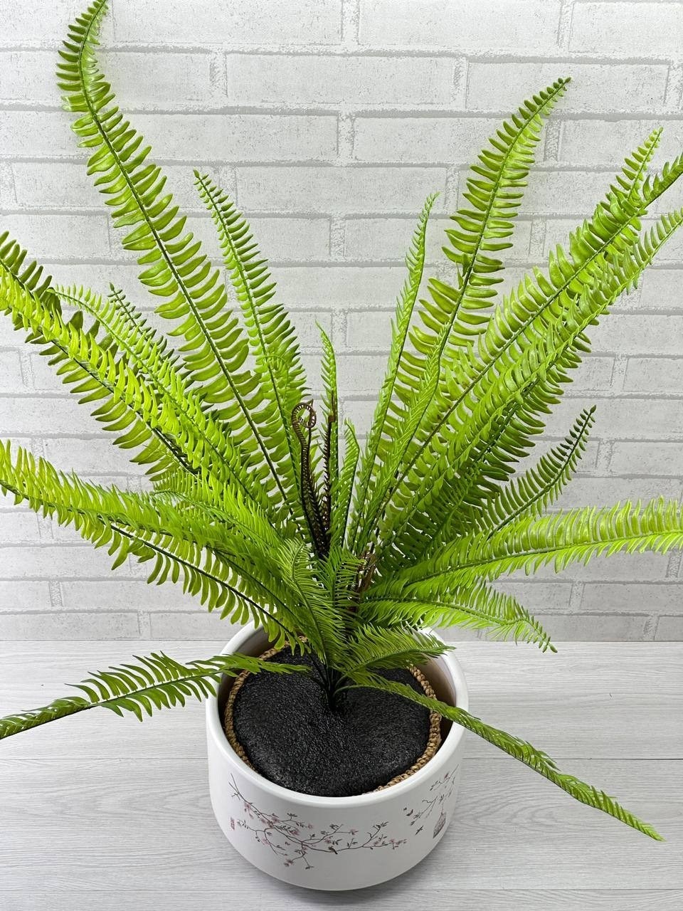 нефролепис,нефролепис папоротниковые,папоротник нефролепис,папоротник,папоротник искусственный