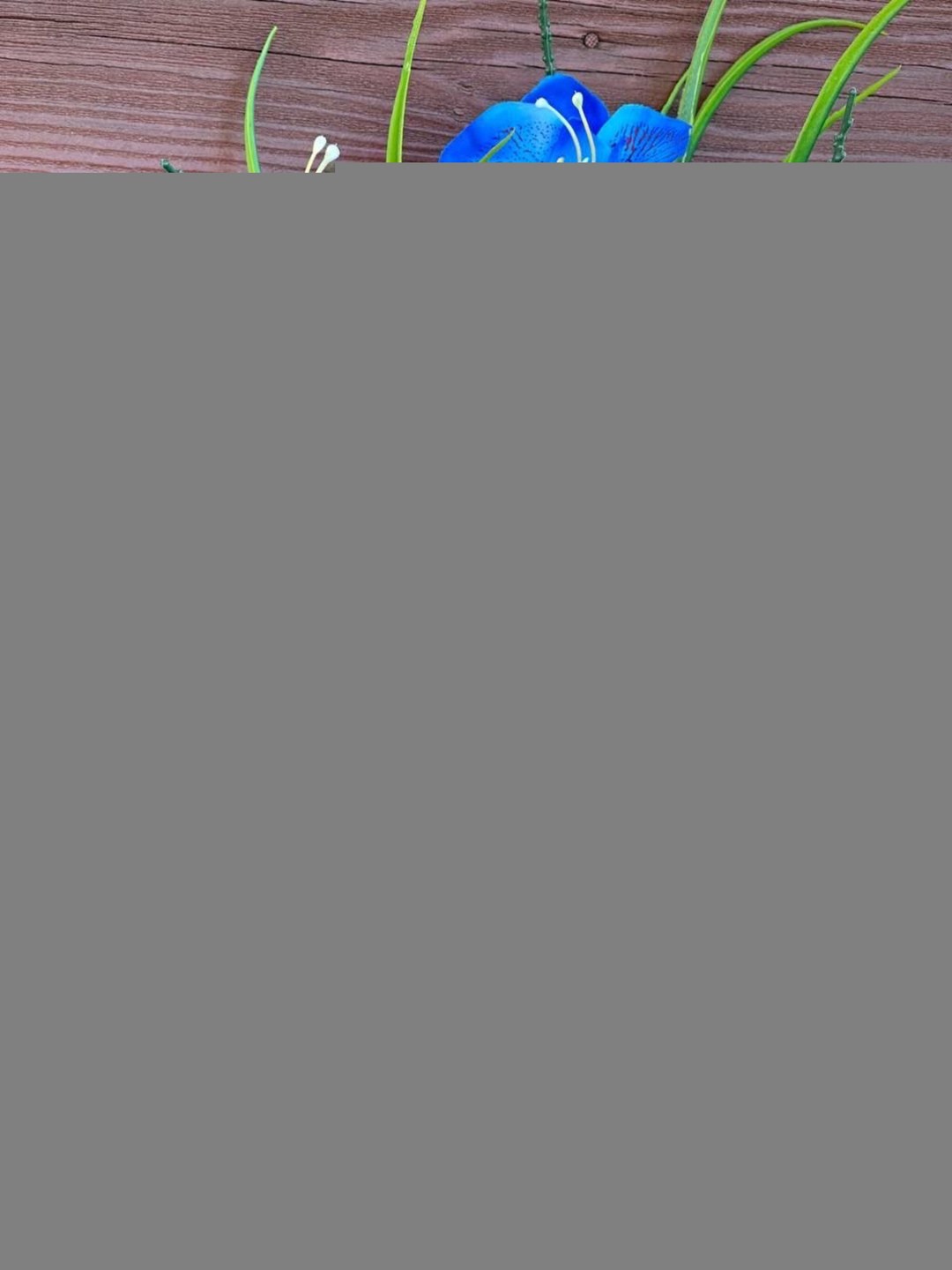 первоцветы пролеска,цветок пролеска,цветы синие,синие весенние цветы,подснежники синие