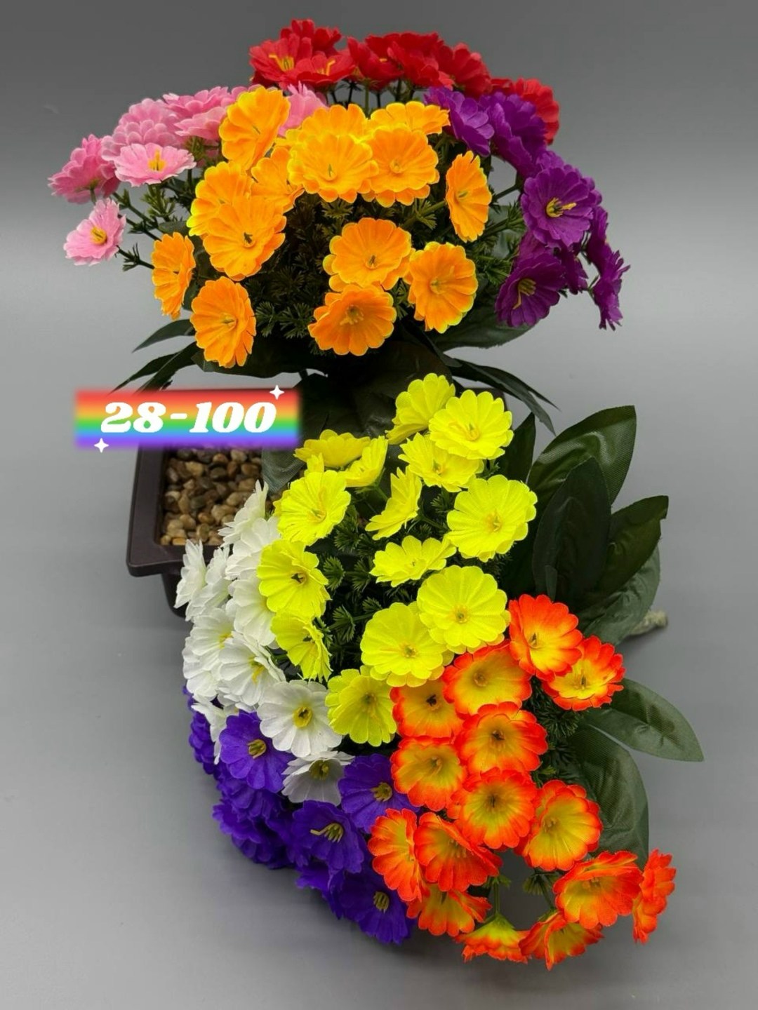 примула,примула малиновая,примула садовая,примула комнатная,цветок примула