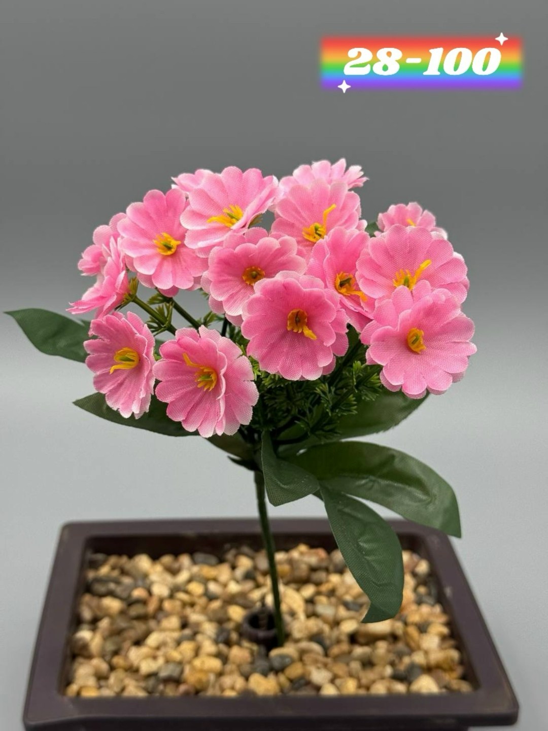 примула,примула малиновая,примула садовая,примула комнатная,цветок примула