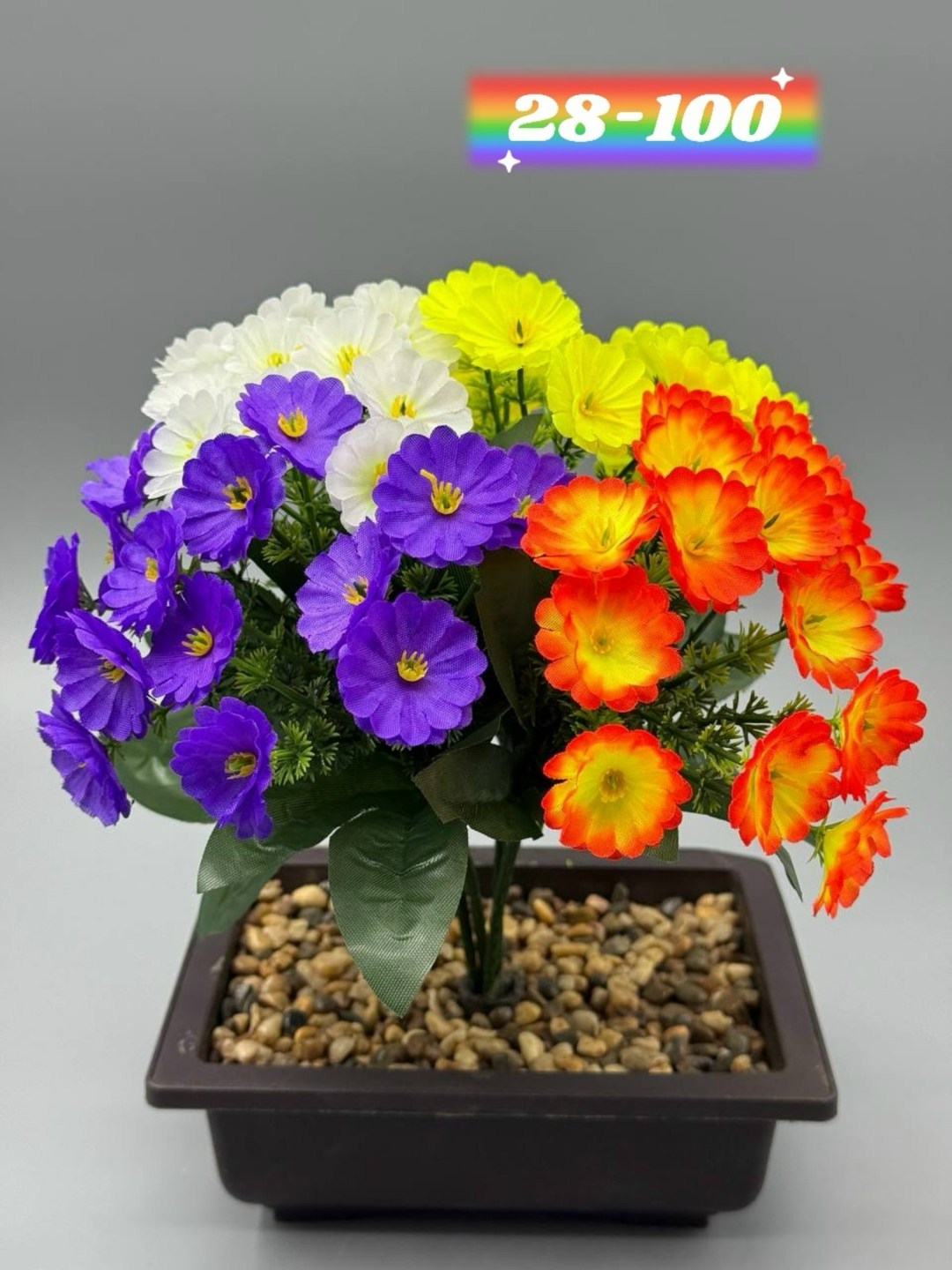 примула,примула малиновая,примула садовая,примула комнатная,цветок примула