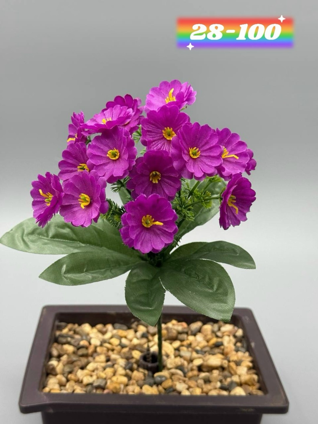 примула,примула малиновая,примула садовая,примула комнатная,цветок примула