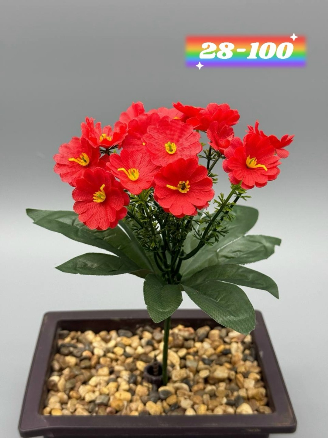 примула,примула малиновая,примула садовая,примула комнатная,цветок примула