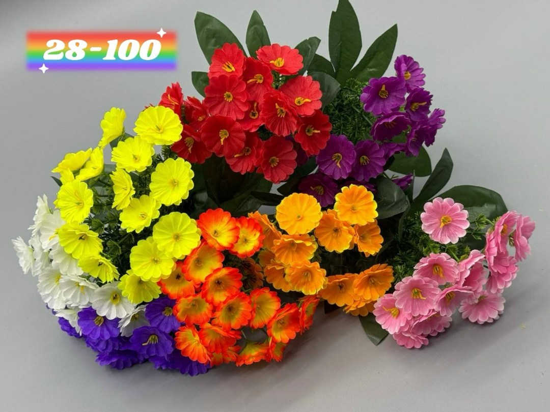 примула,примула малиновая,примула садовая,примула комнатная,цветок примула