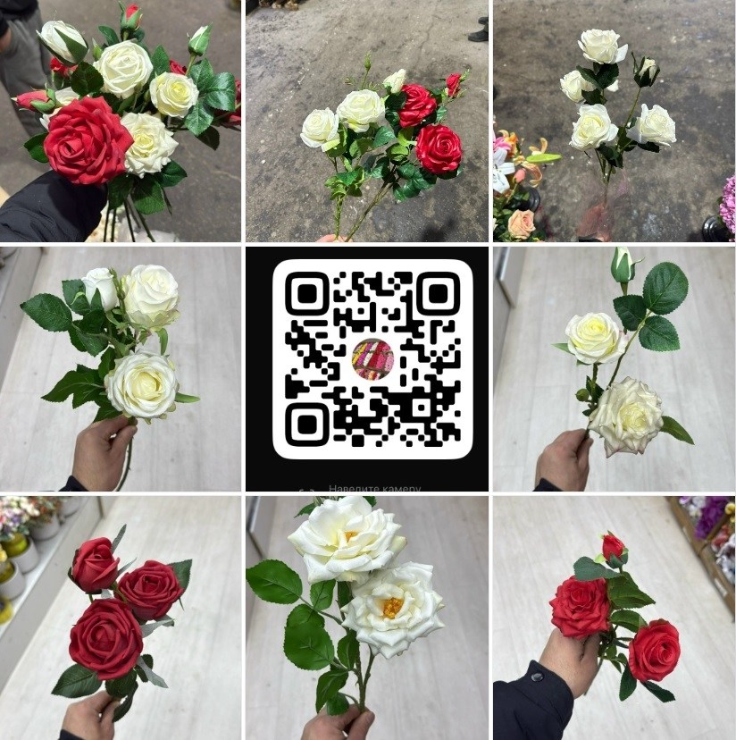 бела роза,роза,роза сорт,розы чайно-гибридные,роза роза