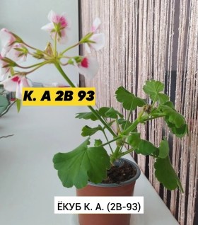 Одежда