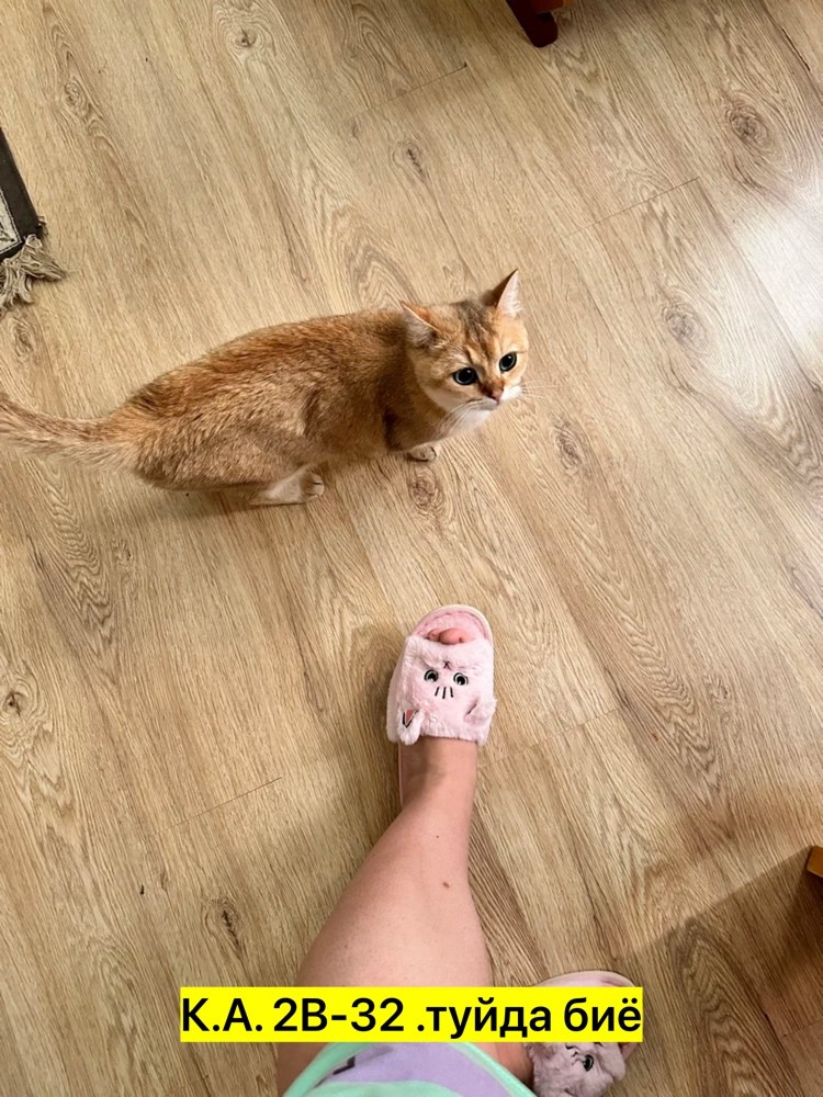 тапочки домашние женские,тапочки женские для дома,тапочки мягкие домашние,домашние пушистые тапочки,тапочки модные