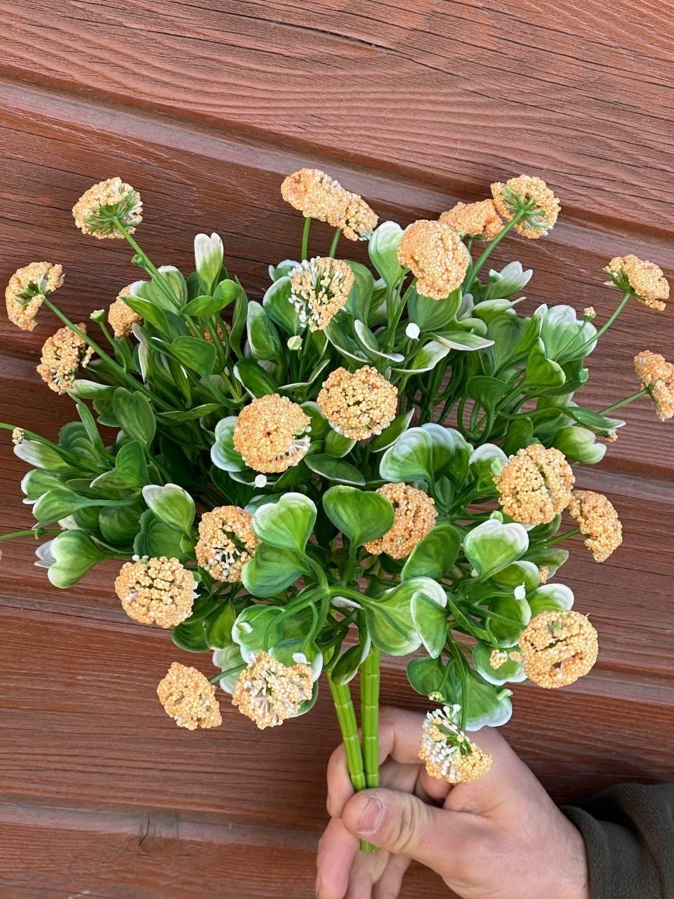 каланхоэ каландива,каланхоэ желтый,каланхоэ,каланхоэ каландива желтая,каланхоэ цветок