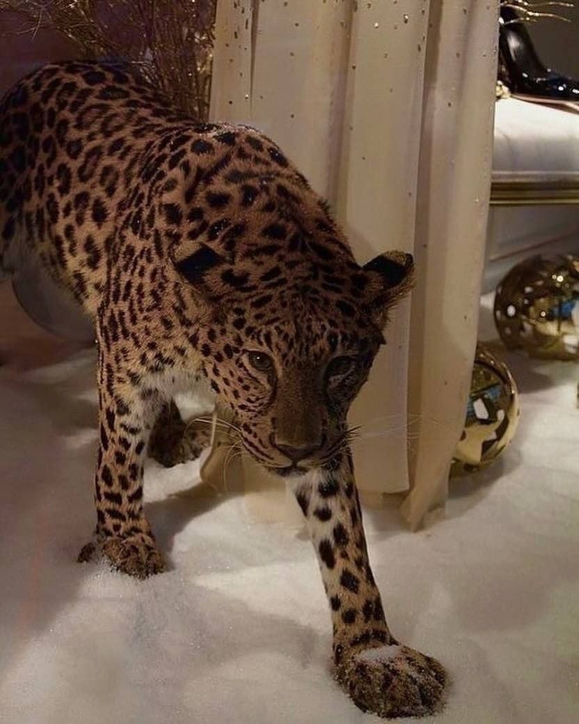 леопард,красивый леопард,домашний леопард,животное леопард,коллекция леопард