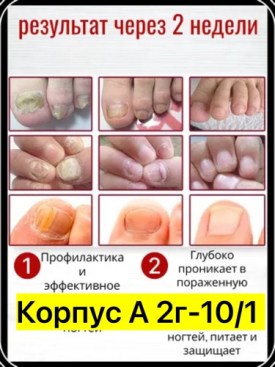 Одежда
