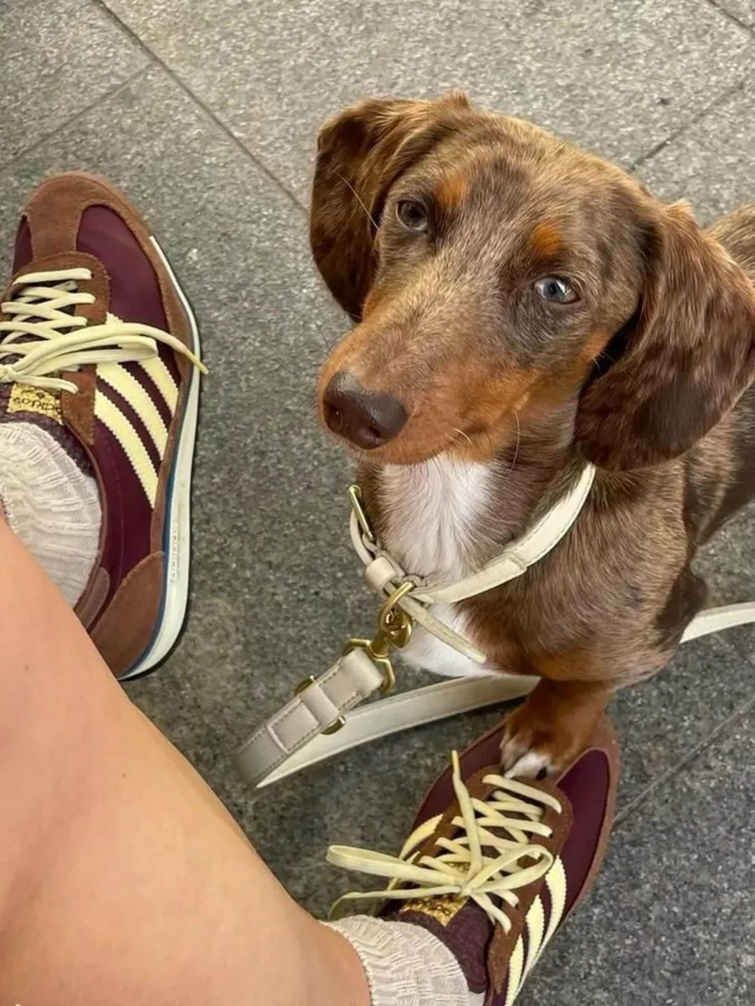 кроссовки adidas originals,кроссовки adidas,,кроссовки sl 72 адидас,adidas sl 72