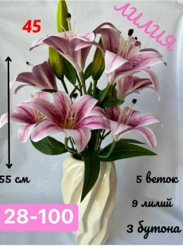 Одежда