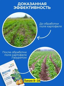 Одежда